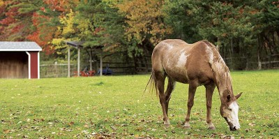 The warm days and cold nights of fall contribute to laminitis risk on pasture for horses with metabolic syndrome and high blood insulin.